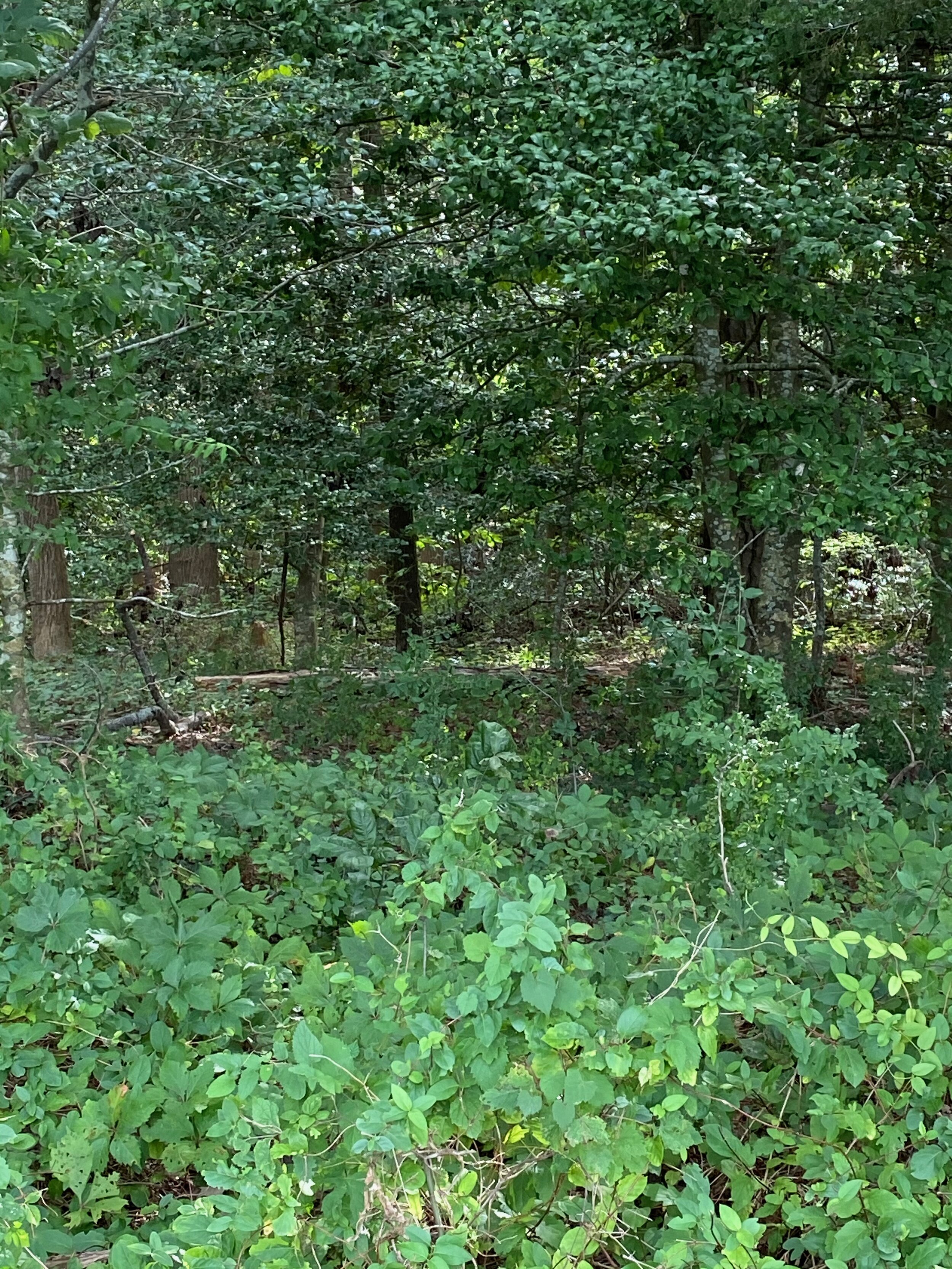 IMG_0137.jpeg