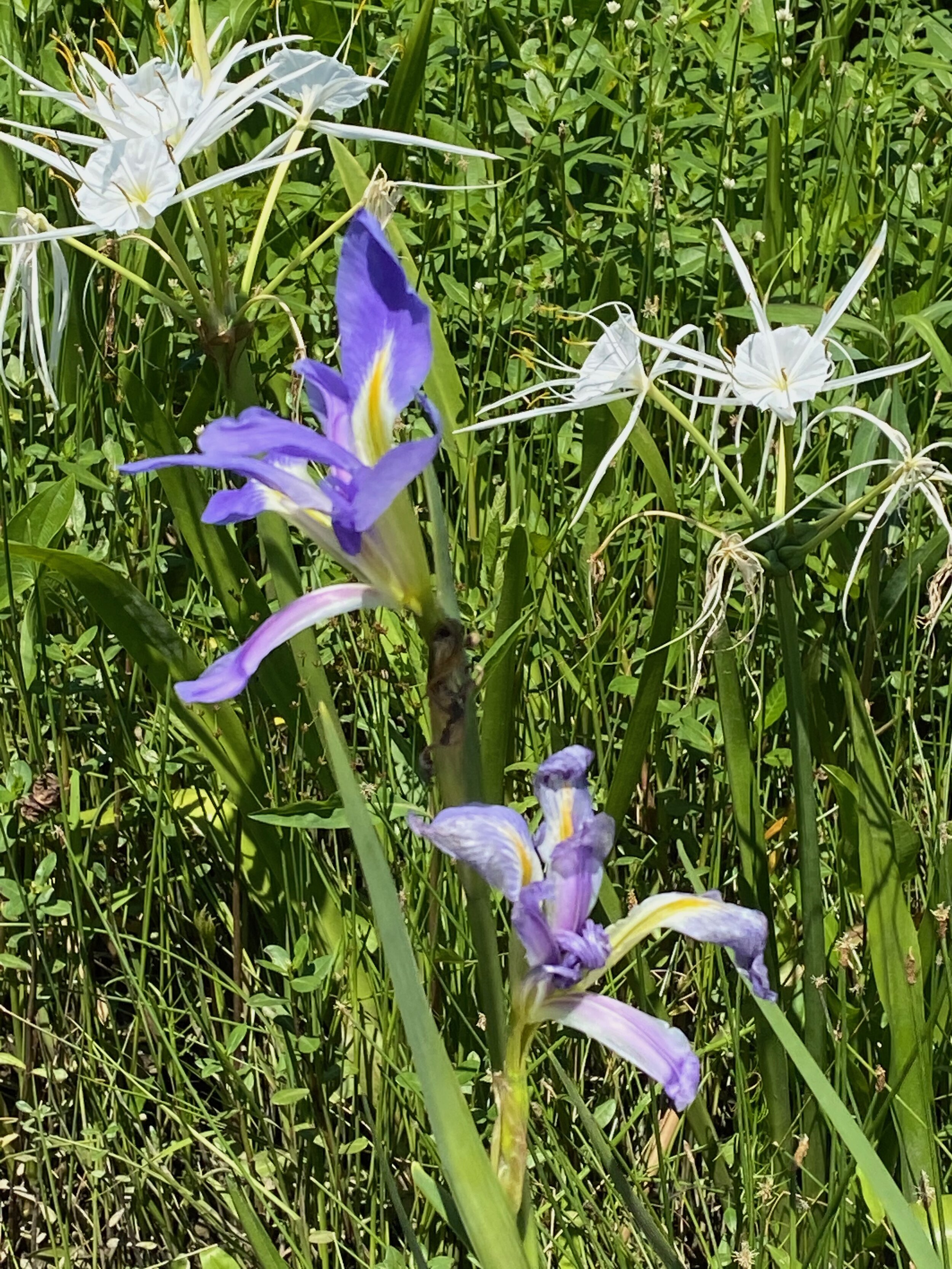 IMG_3109.jpeg