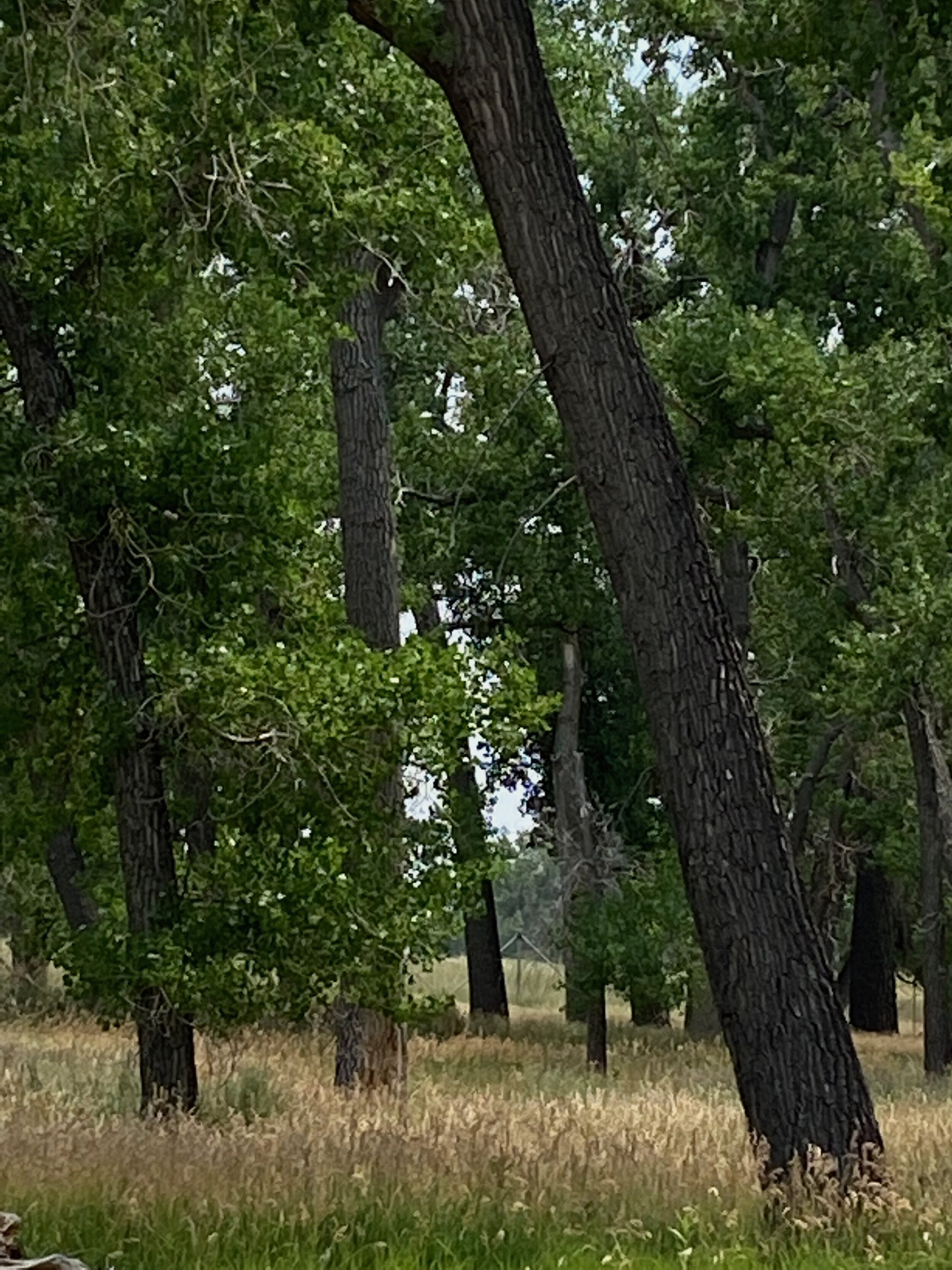 IMG_6097.jpeg