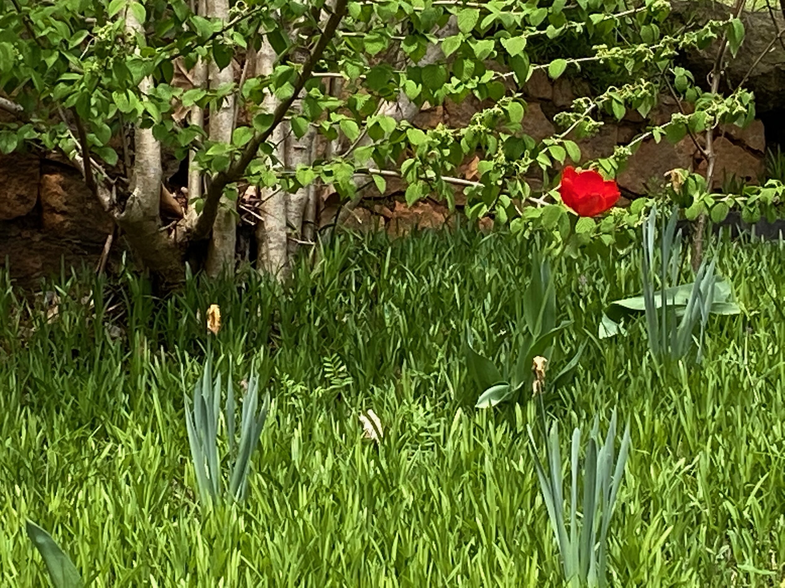 IMG_1855.jpeg