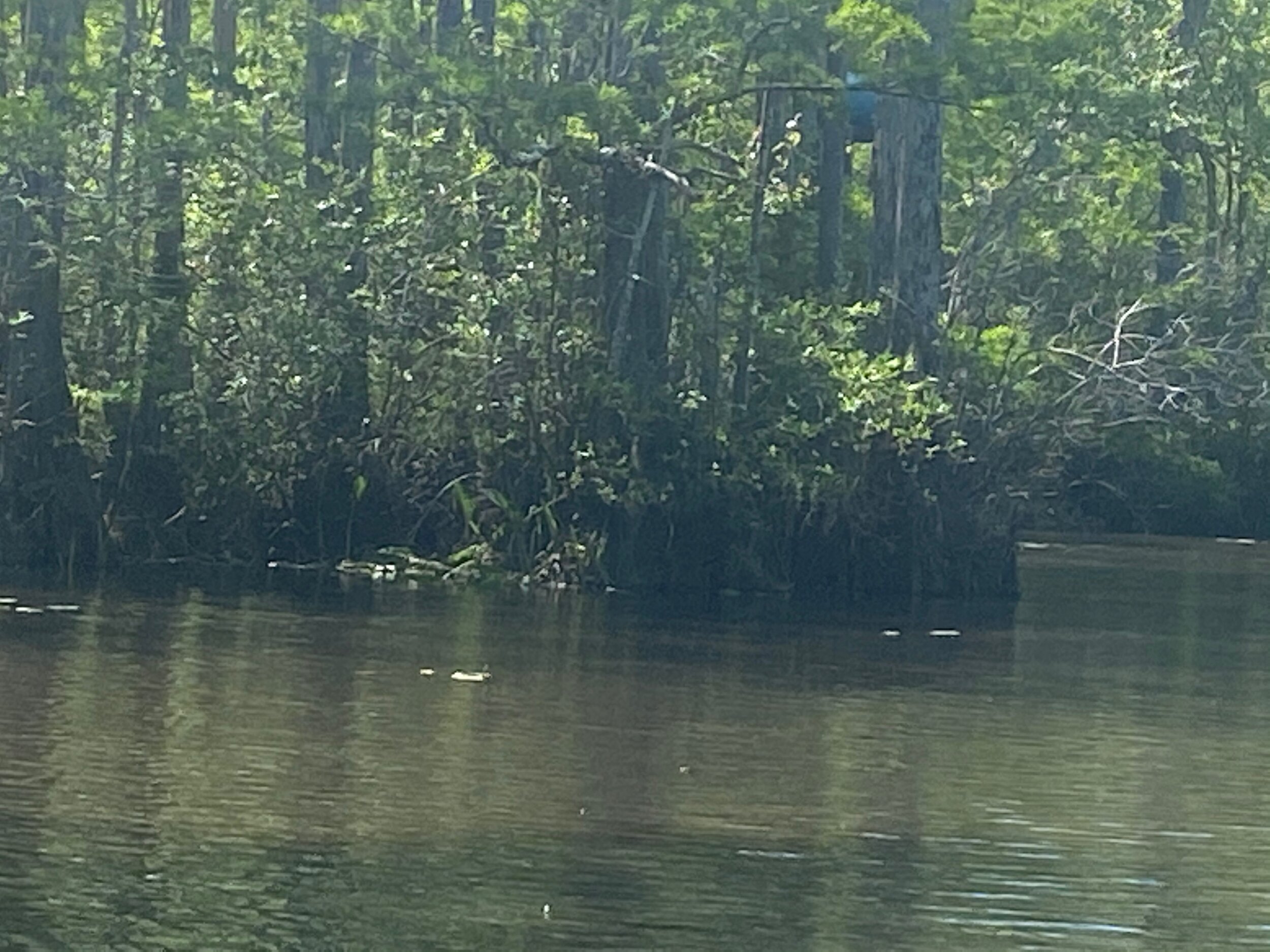 IMG_3370.jpeg