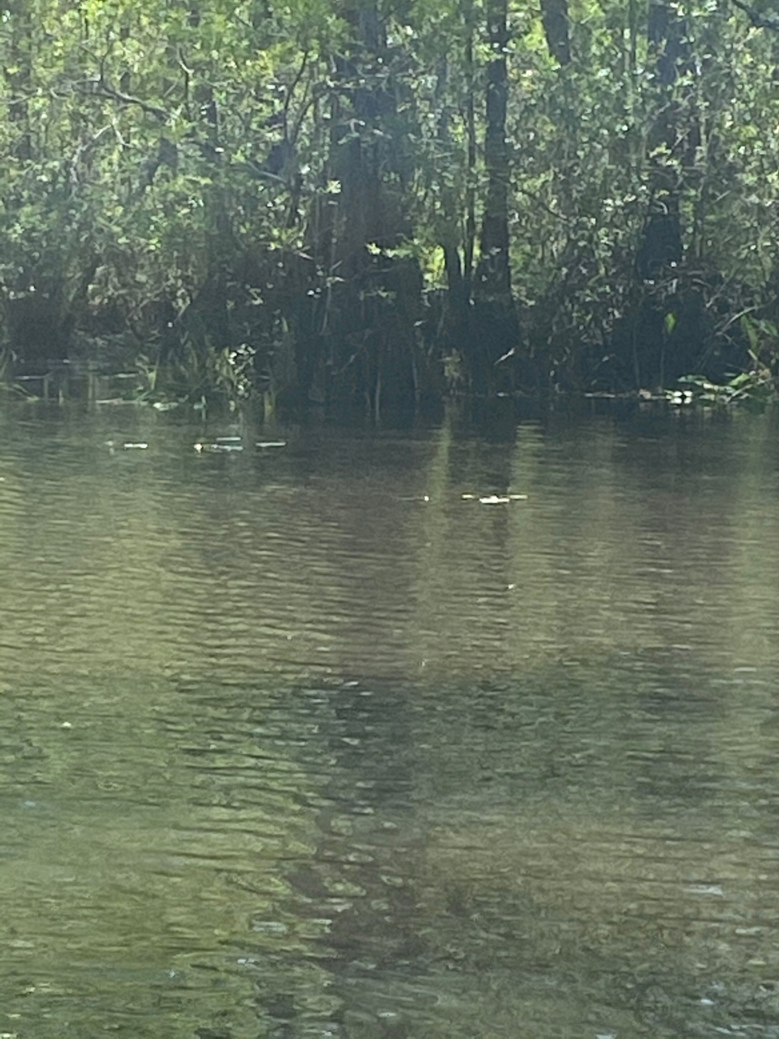 IMG_3368.jpeg