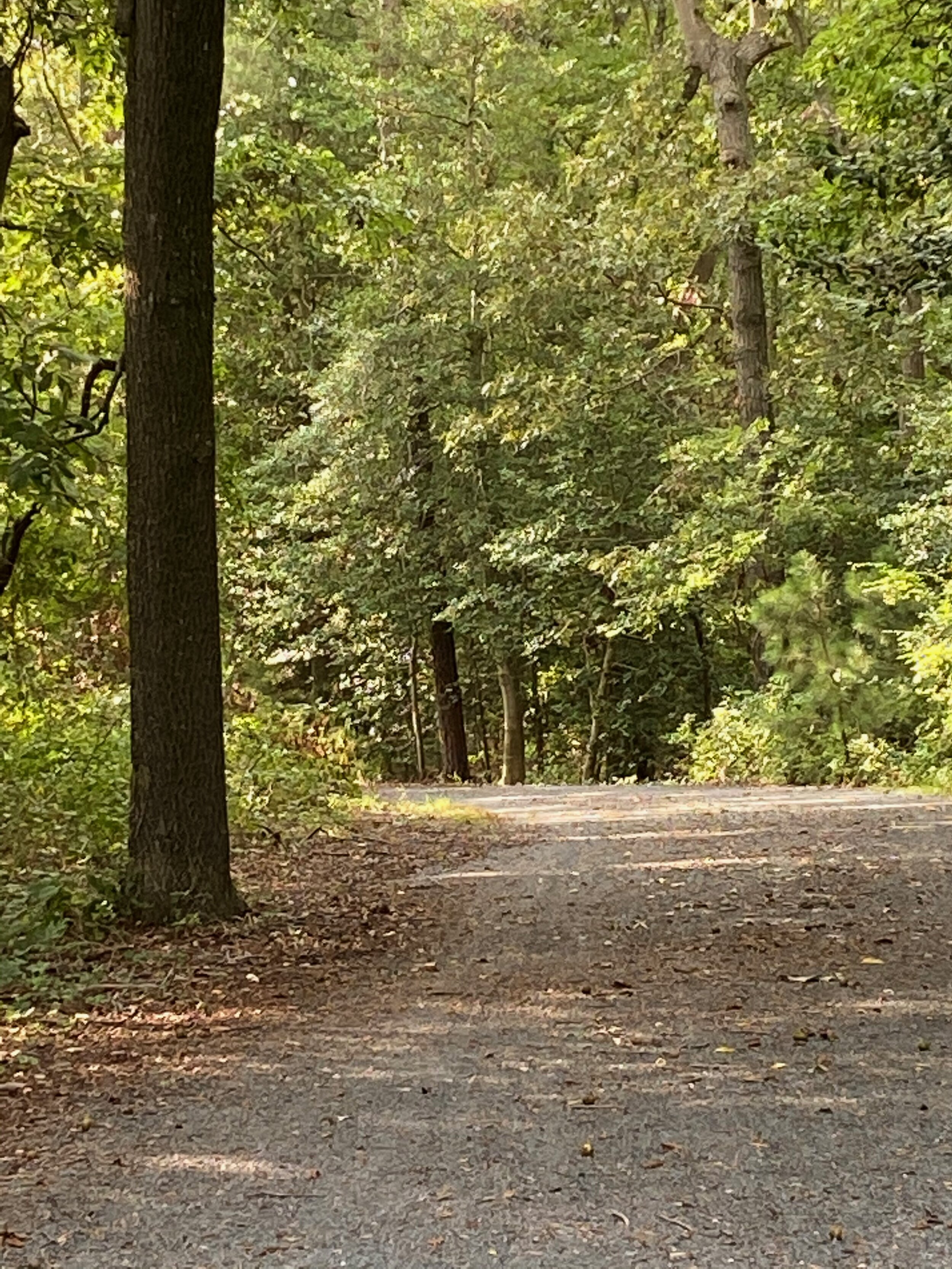 IMG_0208.jpeg