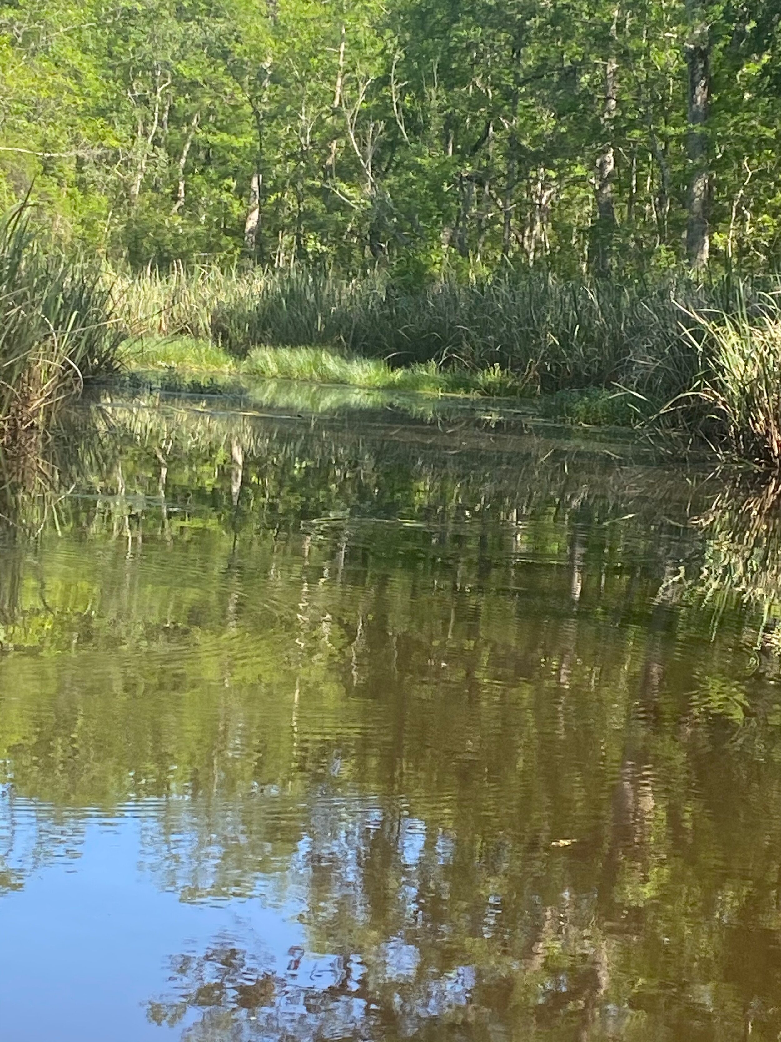 IMG_3397.jpeg