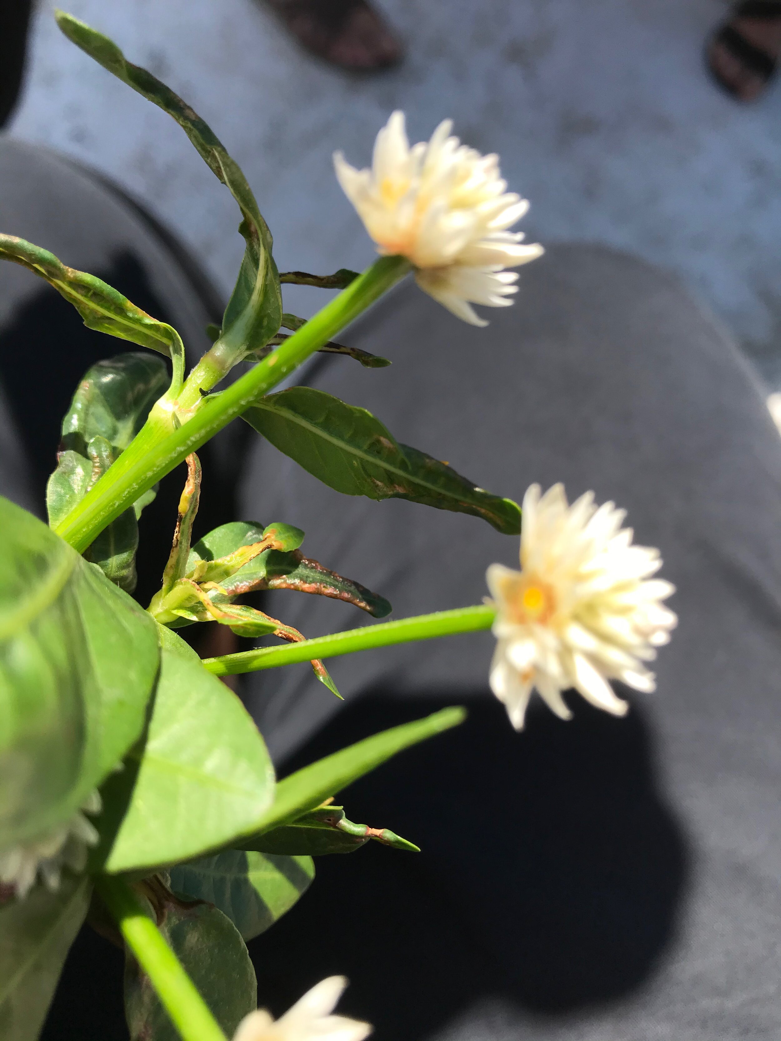 IMG_0588.jpeg