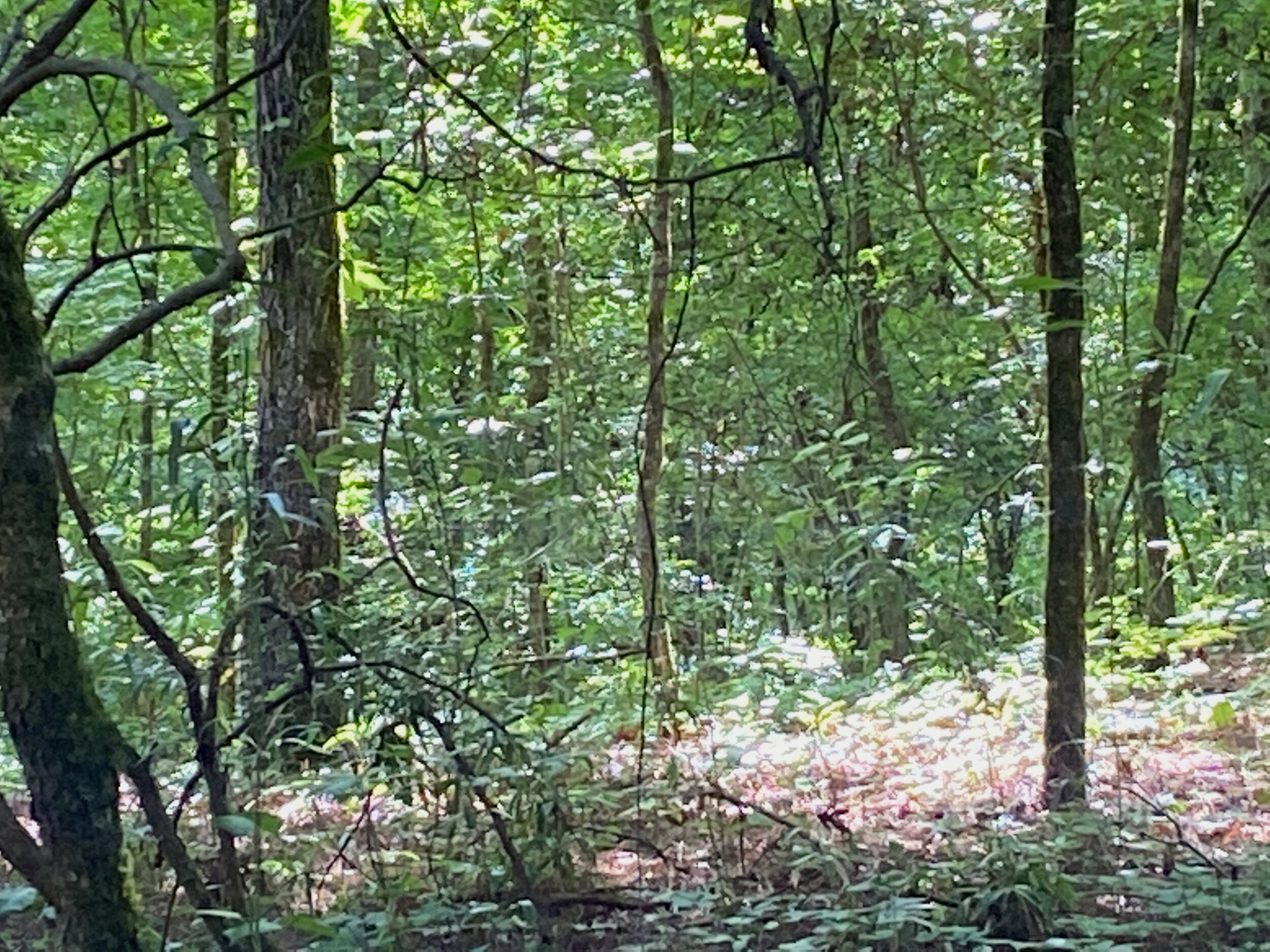 IMG_4884.jpeg