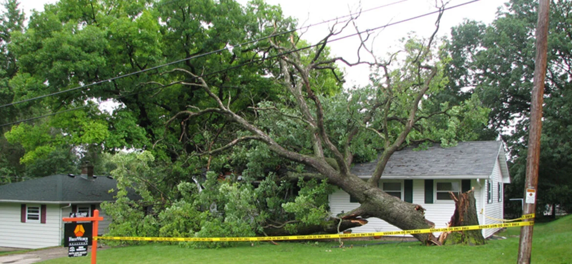 Tree Removal, Trimming, Pruning | Nikolas Tree Service | Madison, WI