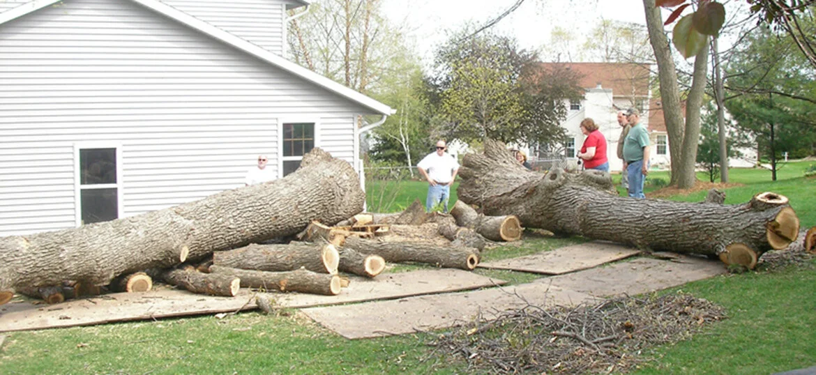 Tree Removal, Trimming, Pruning Nikolas Tree Service Madison, WI