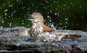 Water Party
