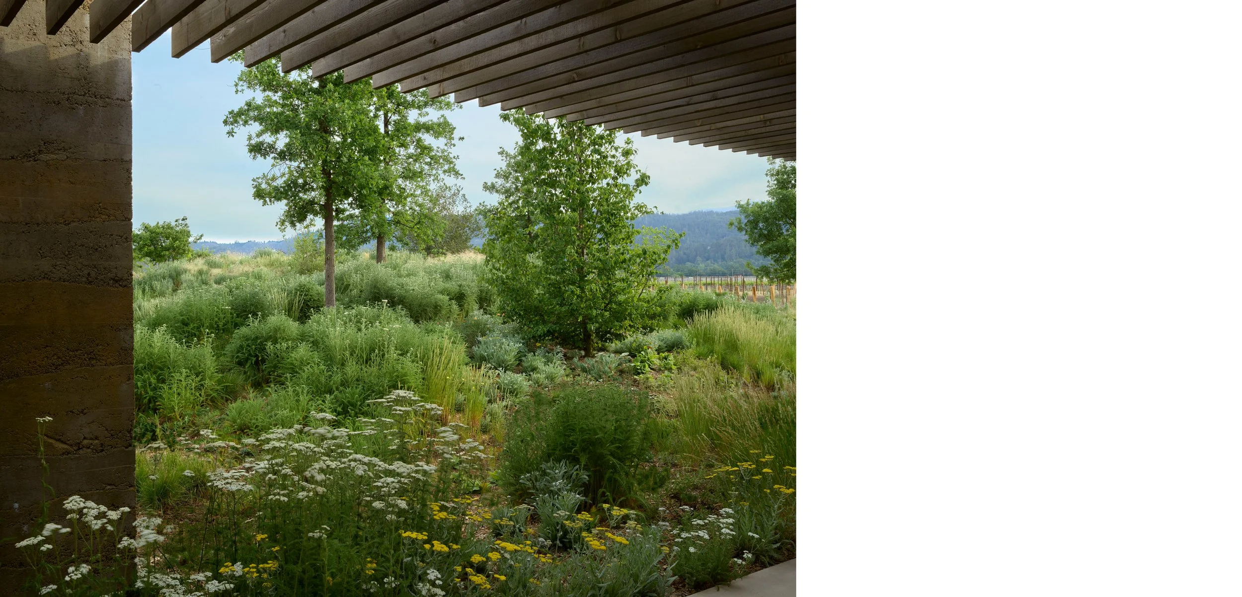 mondavi2603-054-white right.jpg