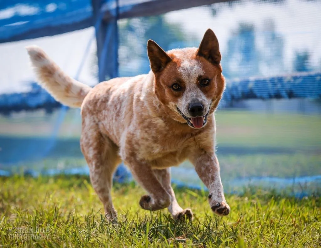 a9b2341f-b2e3-44fa-b563-e38963841599.jfif