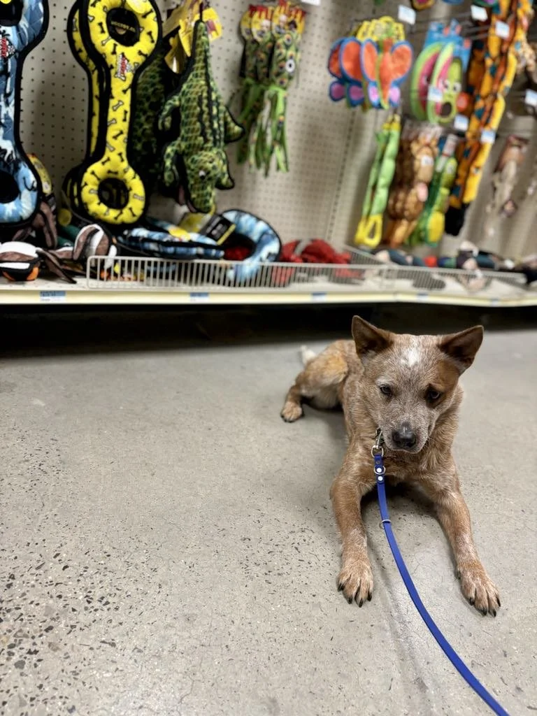 Decisions, decisions... Chubs eyes the toy aisle with perfect manners and a little curiosity