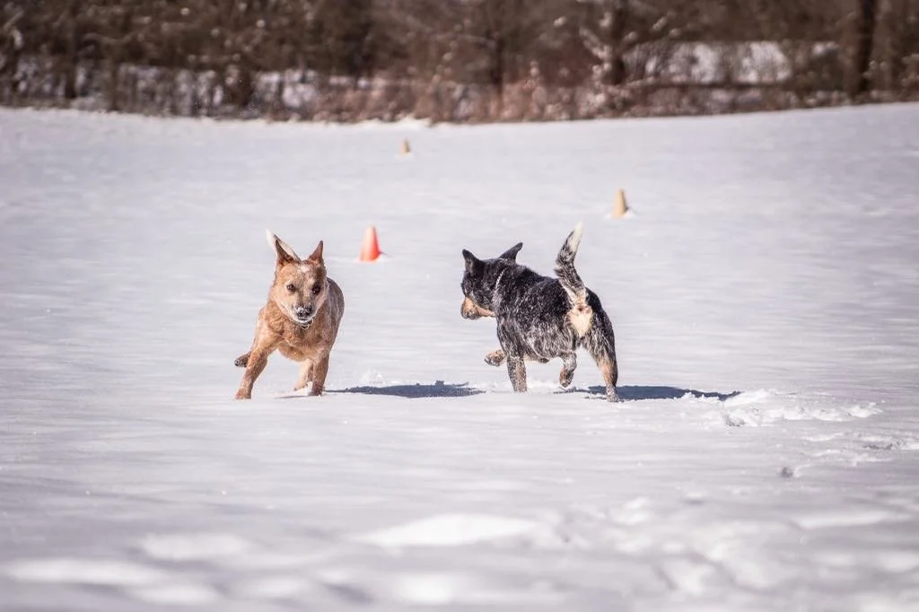 Two cattle dogs playing in the snow