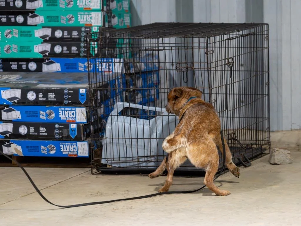 Wildcard's Who You Calling Chubs performing a focused scent search at a crate stack during nose work training