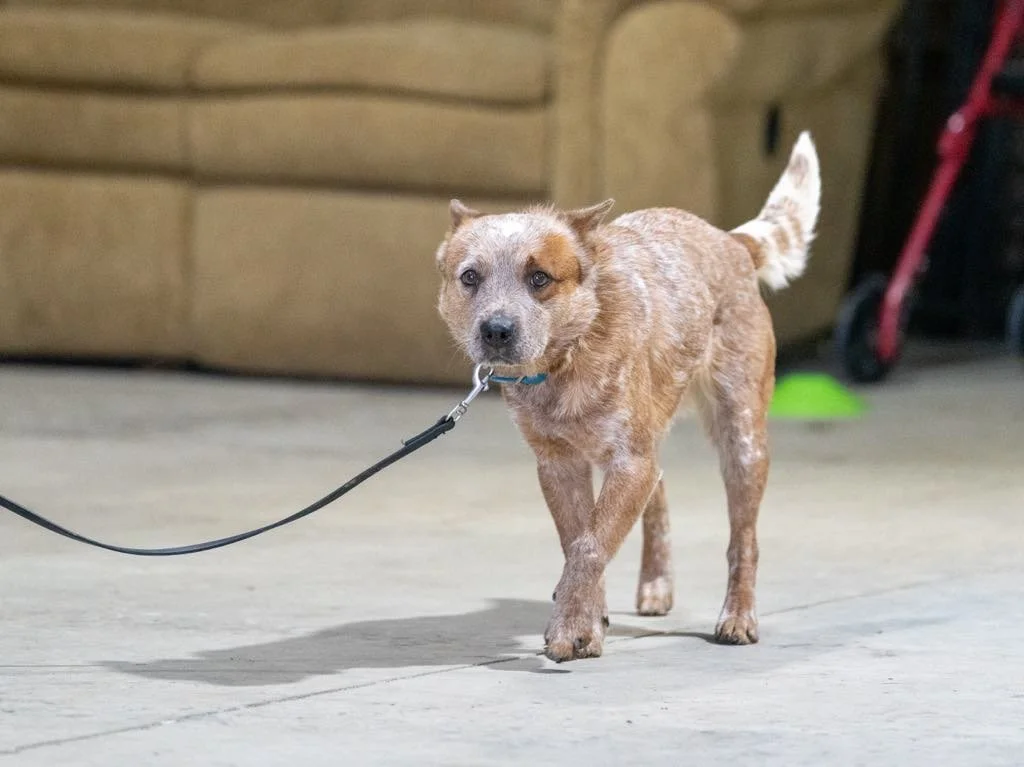 Wildcard's Who You Calling Chubs navigating a search area on leash during a scent detection exercise