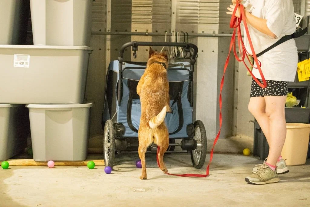 Wildcard Cattle Dogs red heeler performing a scent detection task on a stroller during nose work training