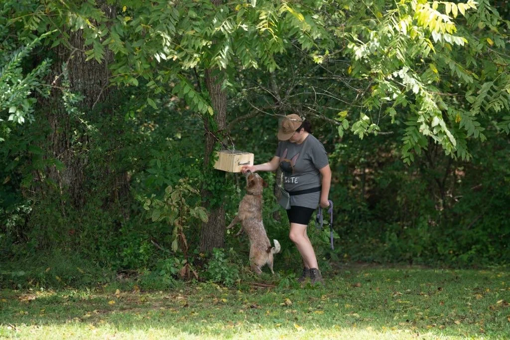 A red heeler performs a scent detection task, jumping up to alert on a wooden box mounted to a tree in a wooded area, while the handler observes nearby