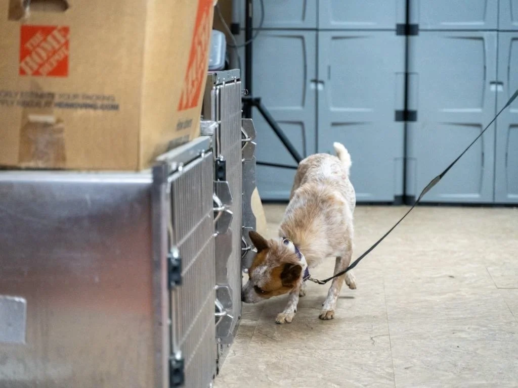 2746ac5f-6c4b-498e-8840-cfedf3247fcc.jfif