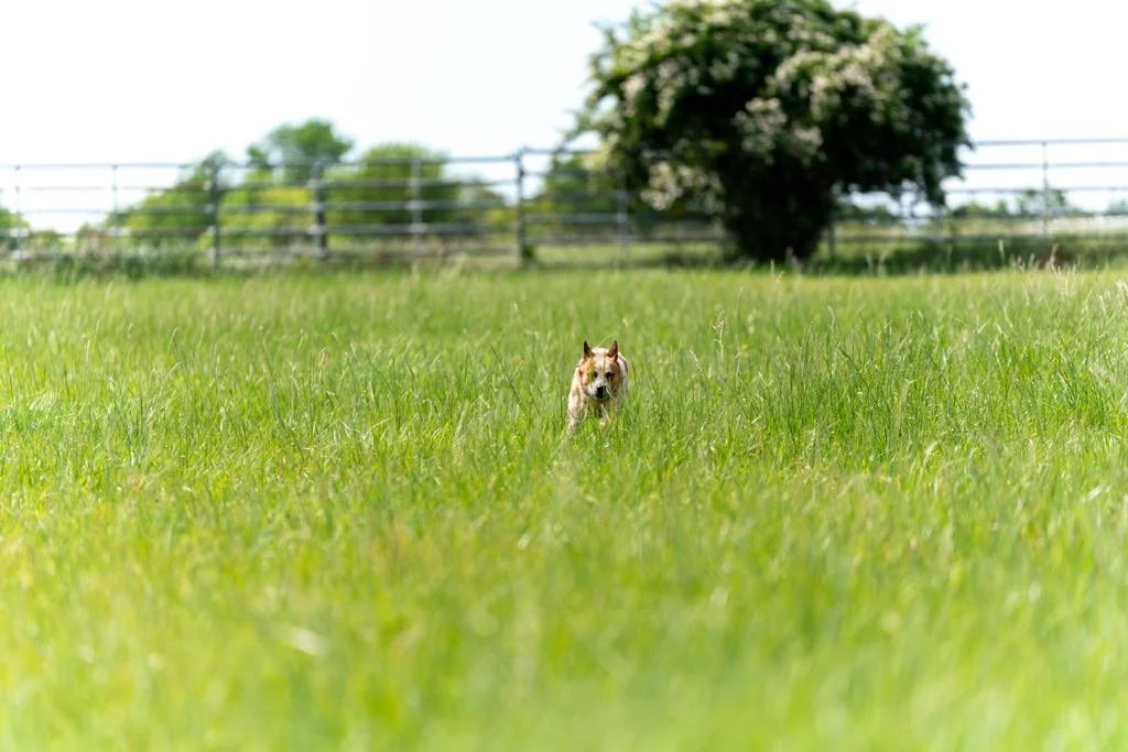 c030a477-7332-4598-a6d9-7e11f305f558.jfif