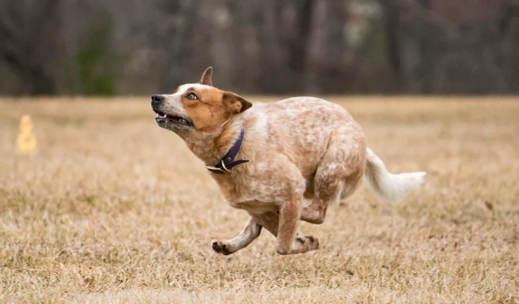 0dcf57de-c19e-41da-aeba-92464606fcc8.jfif