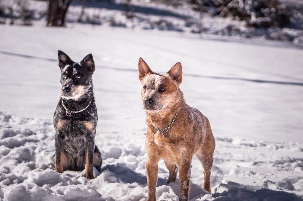 Two Australian Cattle Dogs, one blue heeler and one red heeler, sitting and standing alertly in a snowy landscape