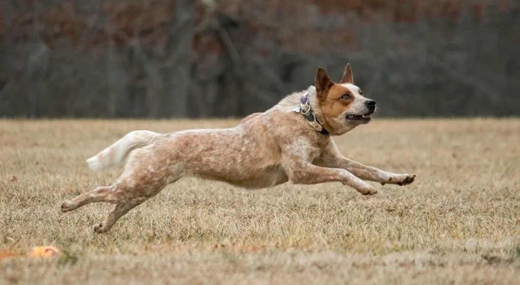 4b271aca-2fae-4719-986b-c7eebd198f08.jfif