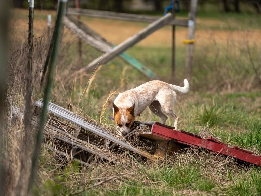 513d4bdd-4871-49f3-bb53-b2b3cf7aa046.jfif