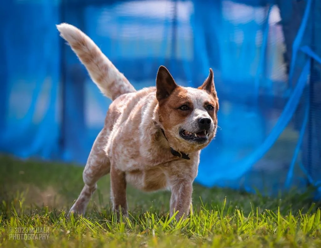 1e5c1e15-0ed3-4970-9c72-44210bf88cb1.jfif