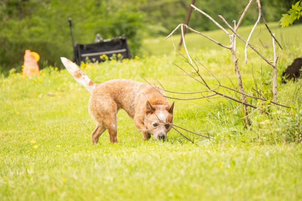 All business and nose to the ground-- Chubs is working the scent like a pro!