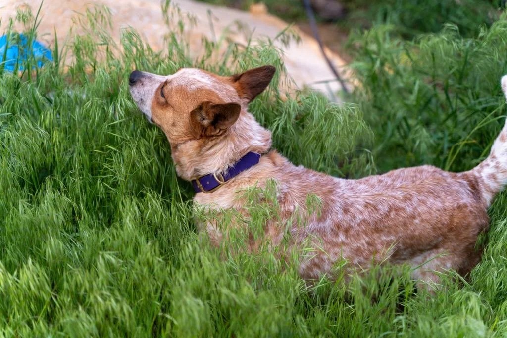 8dc7df8b-00ce-4577-8e63-eff11e0e1ac2.jfif