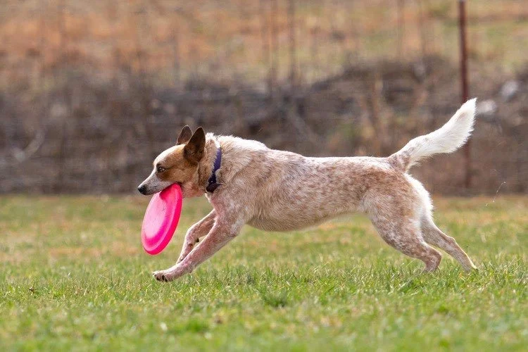 553aca21-7bc9-4848-803b-0f0e1df32290.jfif