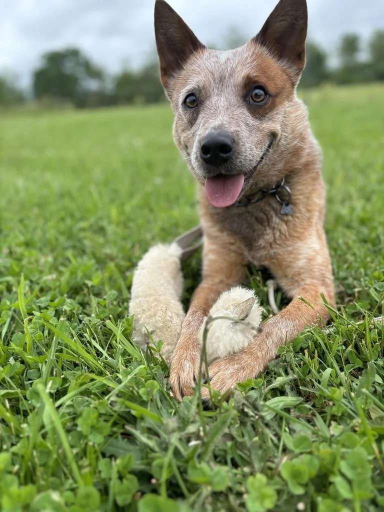 Chubs showing off a big smile and a favorite toy during a relaxed outdoor moment