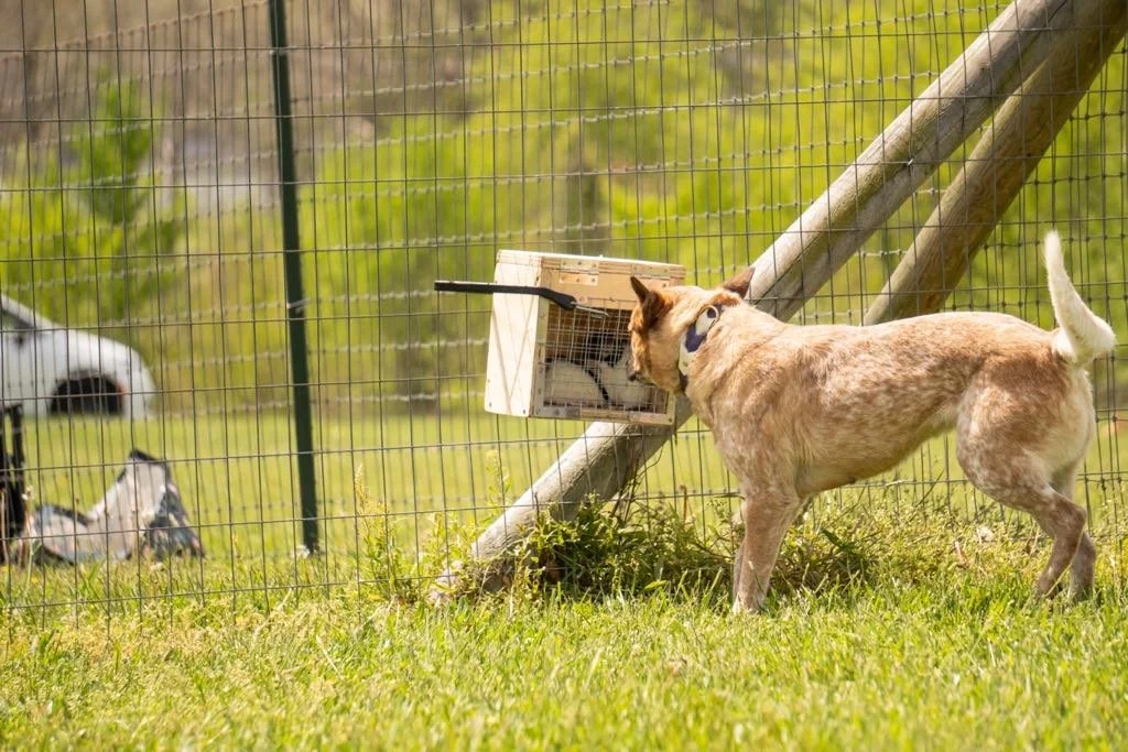 e60fad27-1a22-4357-8bcb-9af334d49a01.jfif