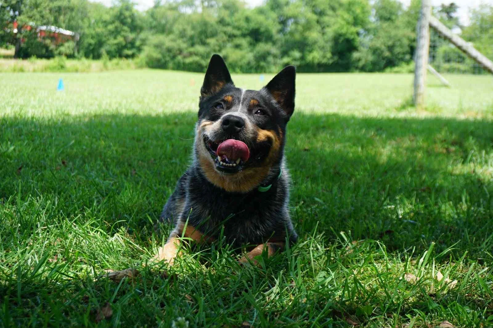 An Australian Cattle Dog lying in green grass on a sunny day, tongue out and ears perked, with a blurred tree line in the background