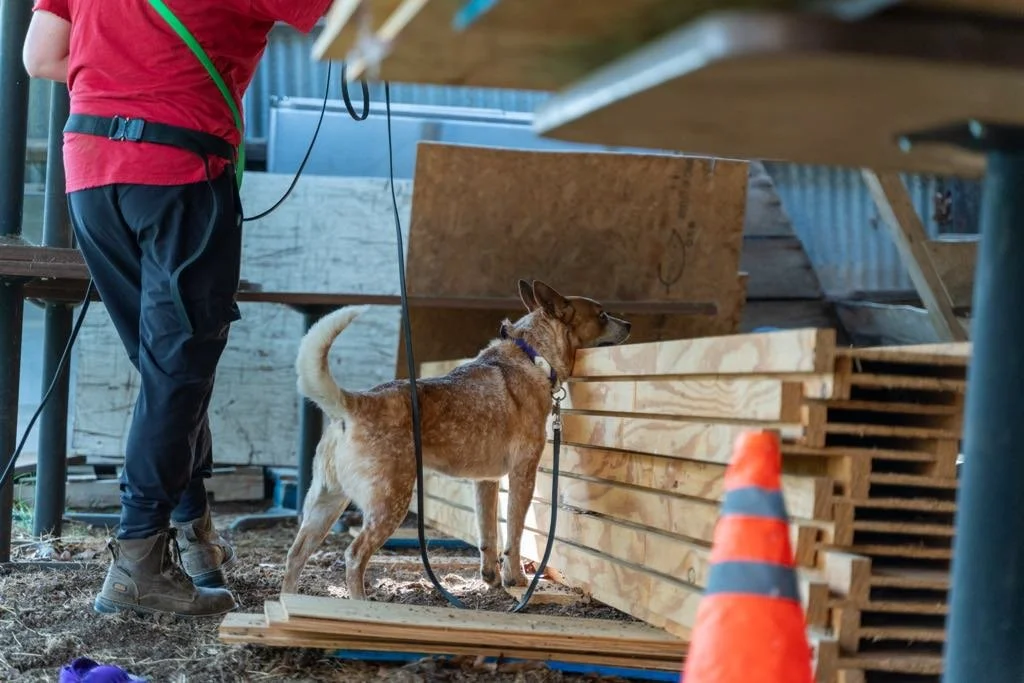 4202e83a-e058-4083-a663-98d8846ff84c.jfif