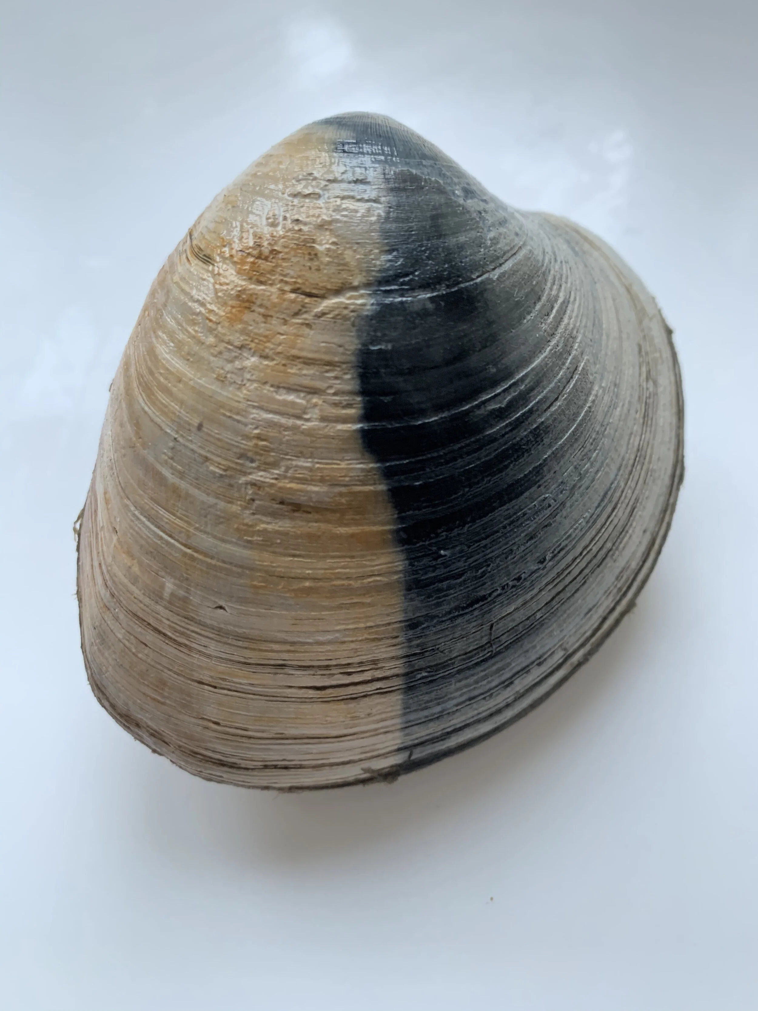 the classic black and white