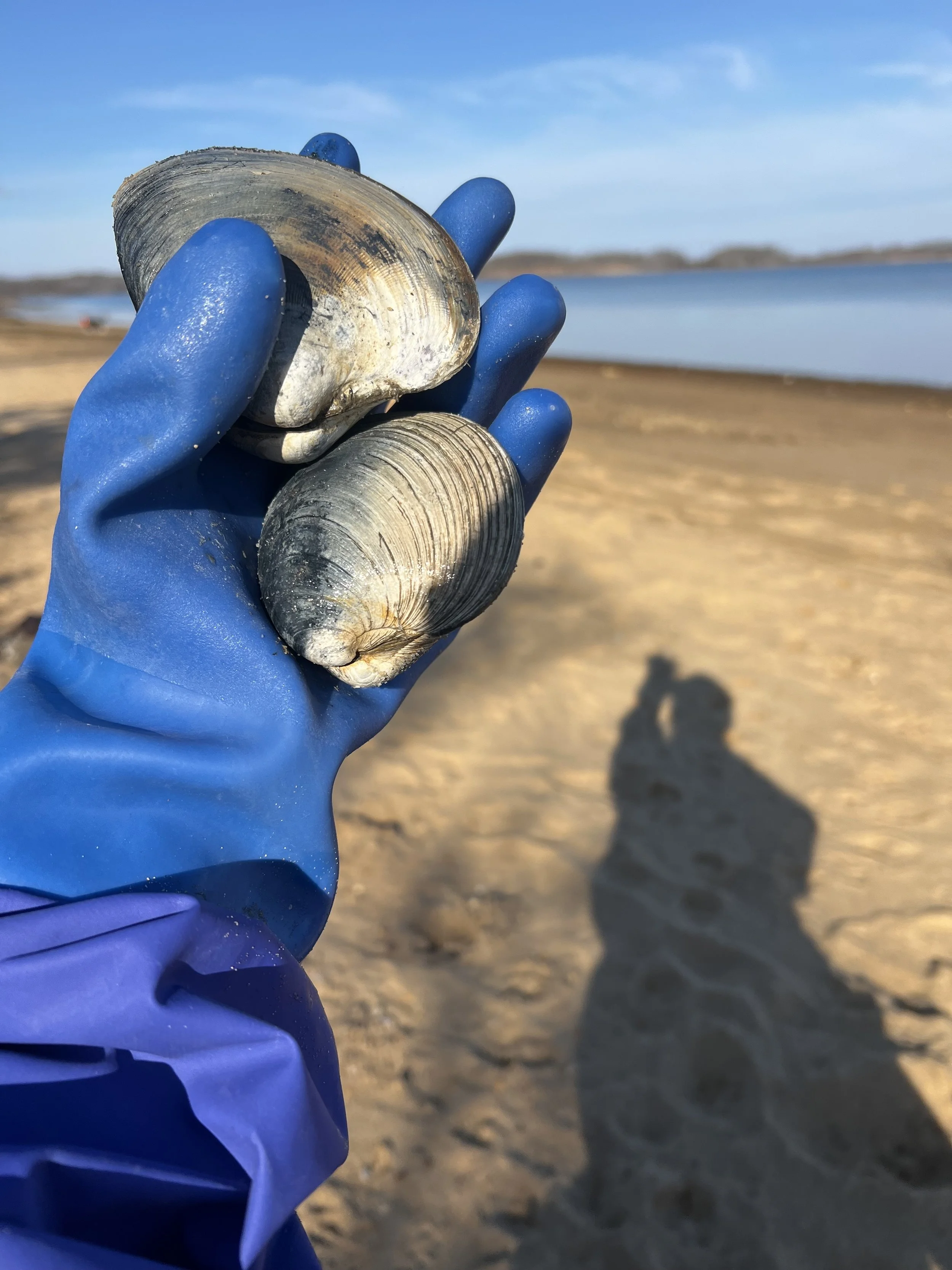 clam_hallock.jpg