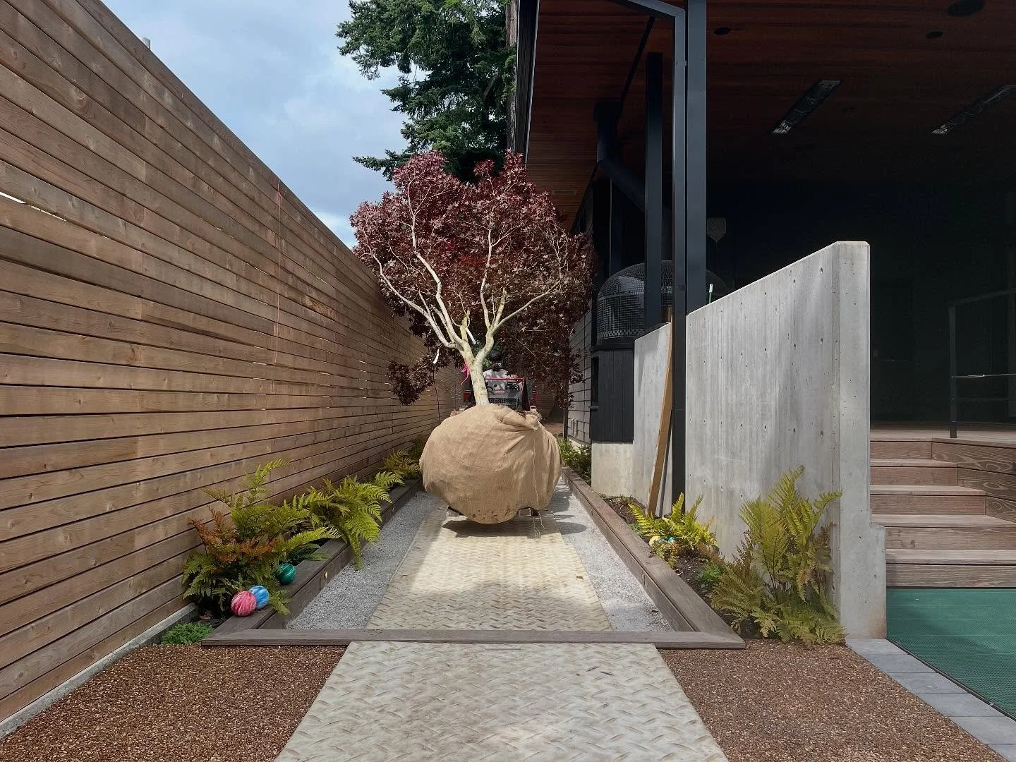 Big Tree, from Big Tree Nursery, being installed at our Bellevue Residence.
