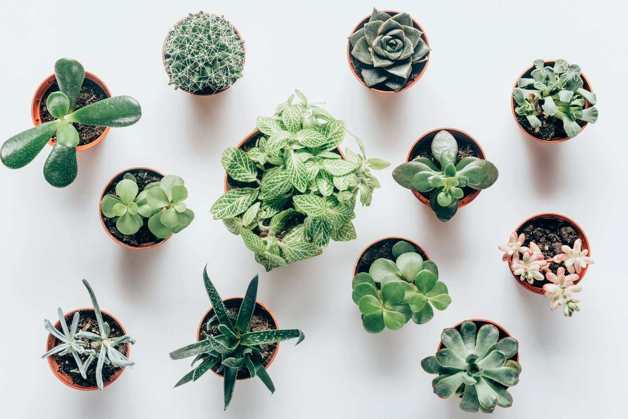 Why You Should Have Plants