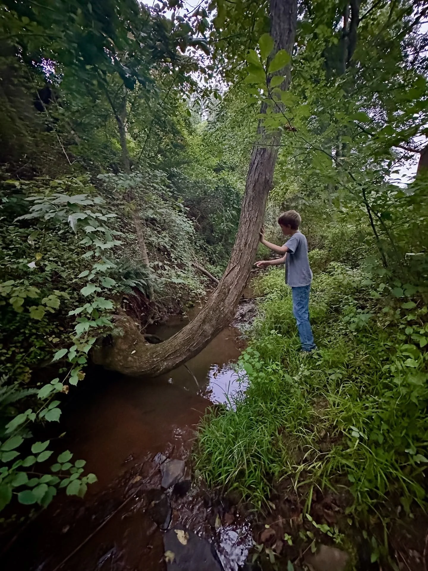 Snails, crawdads, hazelnuts and salamanders. The last few precious summer nights.

#loudouncounty #countryboy