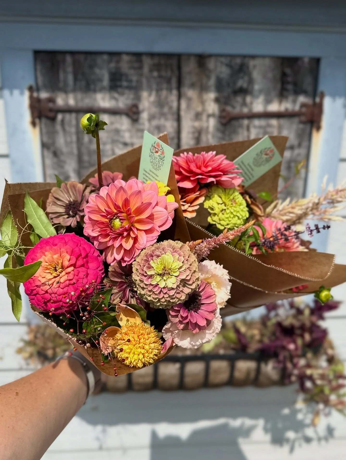 💐Where to find our flowers this weekend!

🌼Bouquets will be available at @blue.wall_farm.wines @longstonefarm in Paeonian Springs from 1-6pm and Sat/Sun from 11-5.

🌼Upcoming workshop for a seasonal fall flower arrangement on Sept 21st at 3 pm at 