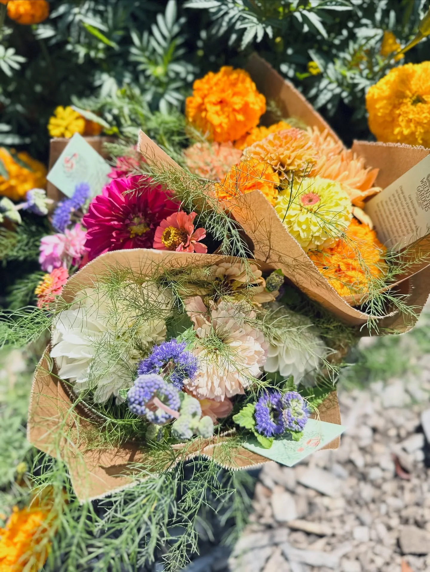 💐Where to find our flowers this weekend!

🌼Bouquets will be available at @blue.wall_farm.wines @longstonefarm in Paeonian Springs from 1-6pm and Sat/Sun from 11-5.

🌼Upcoming workshop for a seasonal fall flower arrangement on Sept 21st at 3 pm at 