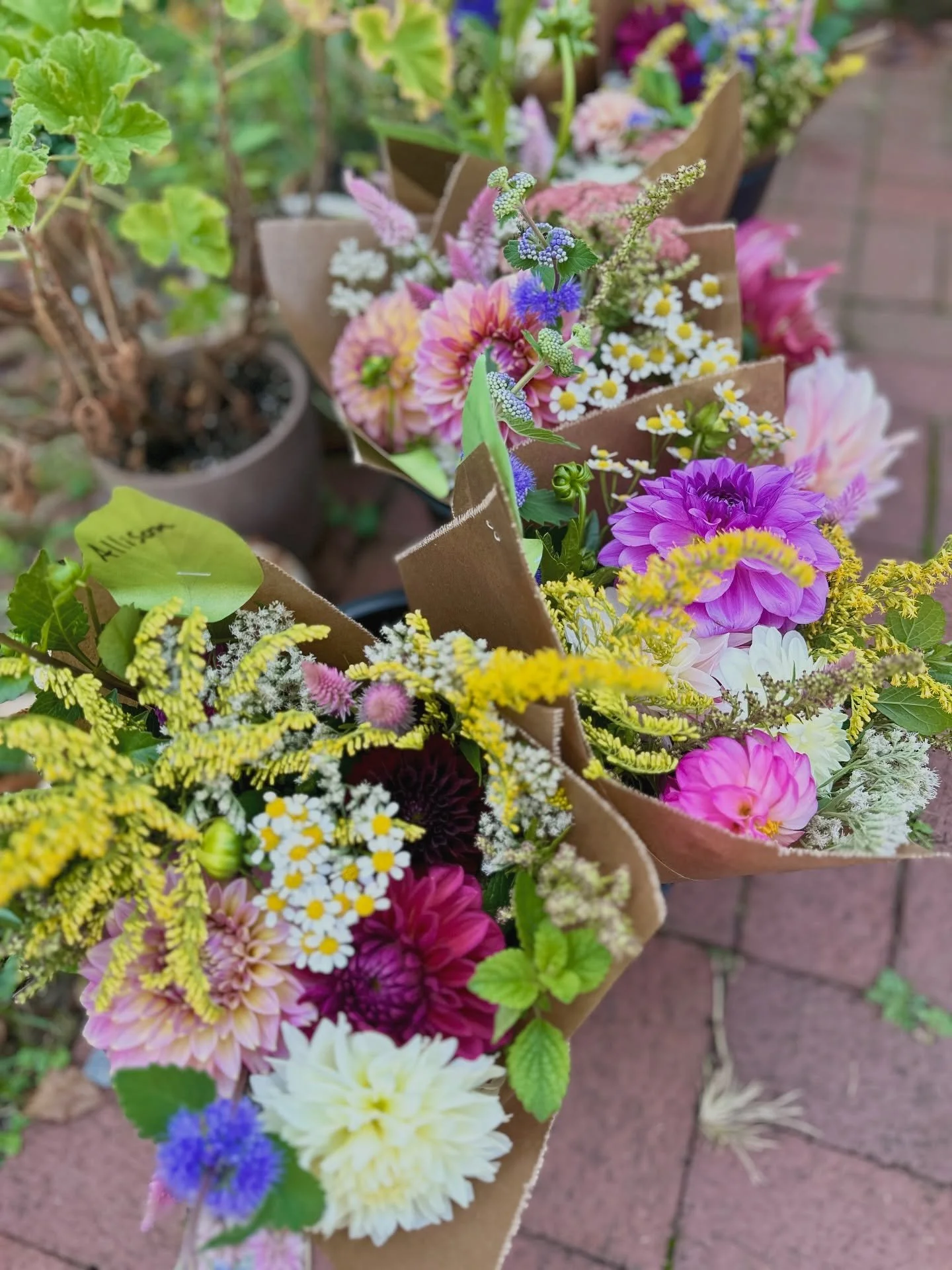 💐Where to find our flowers this weekend!

🌼Bouquets will be available at @blue.wall_farm.wines @longstonefarm in Paeonian Springs from 1-6pm and Sat/Sun from 11-5.

🌼This Sunday, join us for a seasonal fall flower arrangement on Sept 21st at 3 pm 