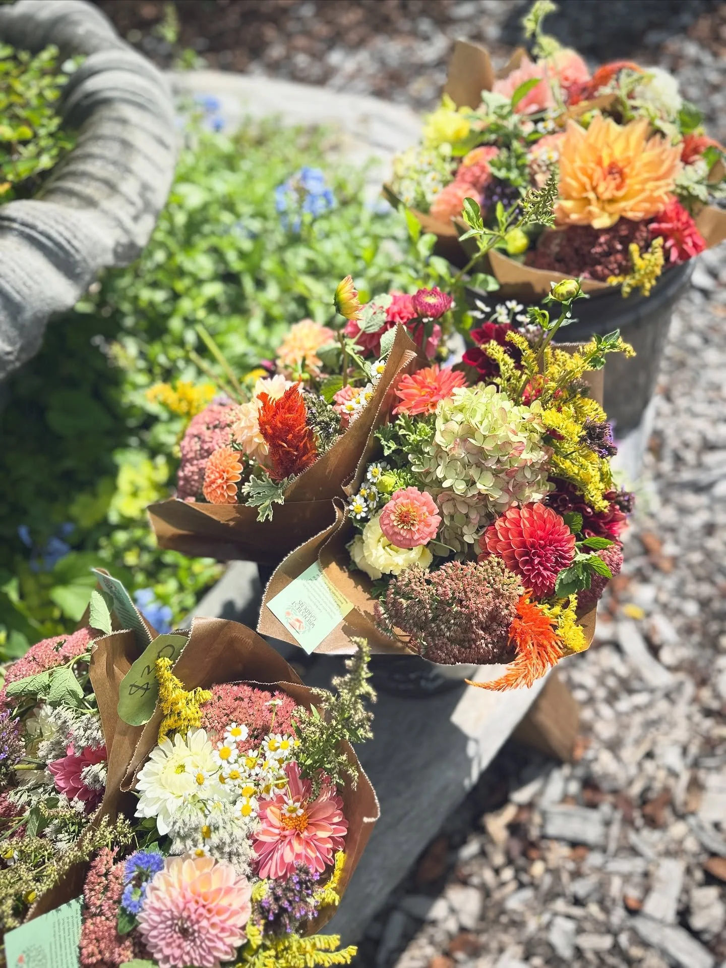 💐Where to find our flowers this weekend!

🌼Bouquets will be available at @blue.wall_farm.wines @longstonefarm in Paeonian Springs from 1-6pm and Sat/Sun from 11-5.

🌼October 19th, join us for a Sunday Sip Garden Talk Workshop at 3:30 pm at @blue.w