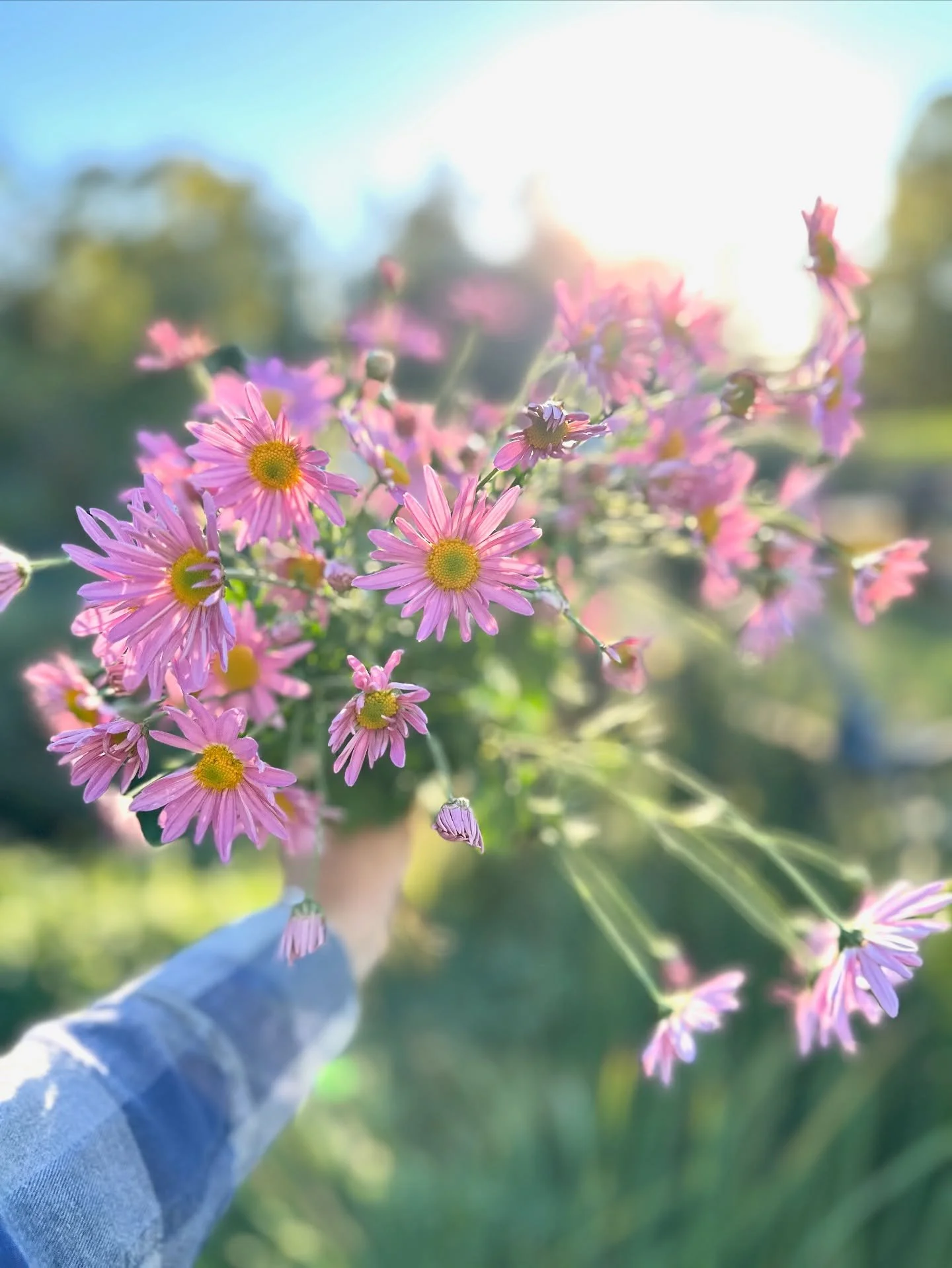 Frost warning tonight&hellip;we shall see what happens but I&rsquo;m in a colder microclimate for the area and we almost always are the first to get frost in Loudoun. Frantically working to save what I can and cut everything that is ready.