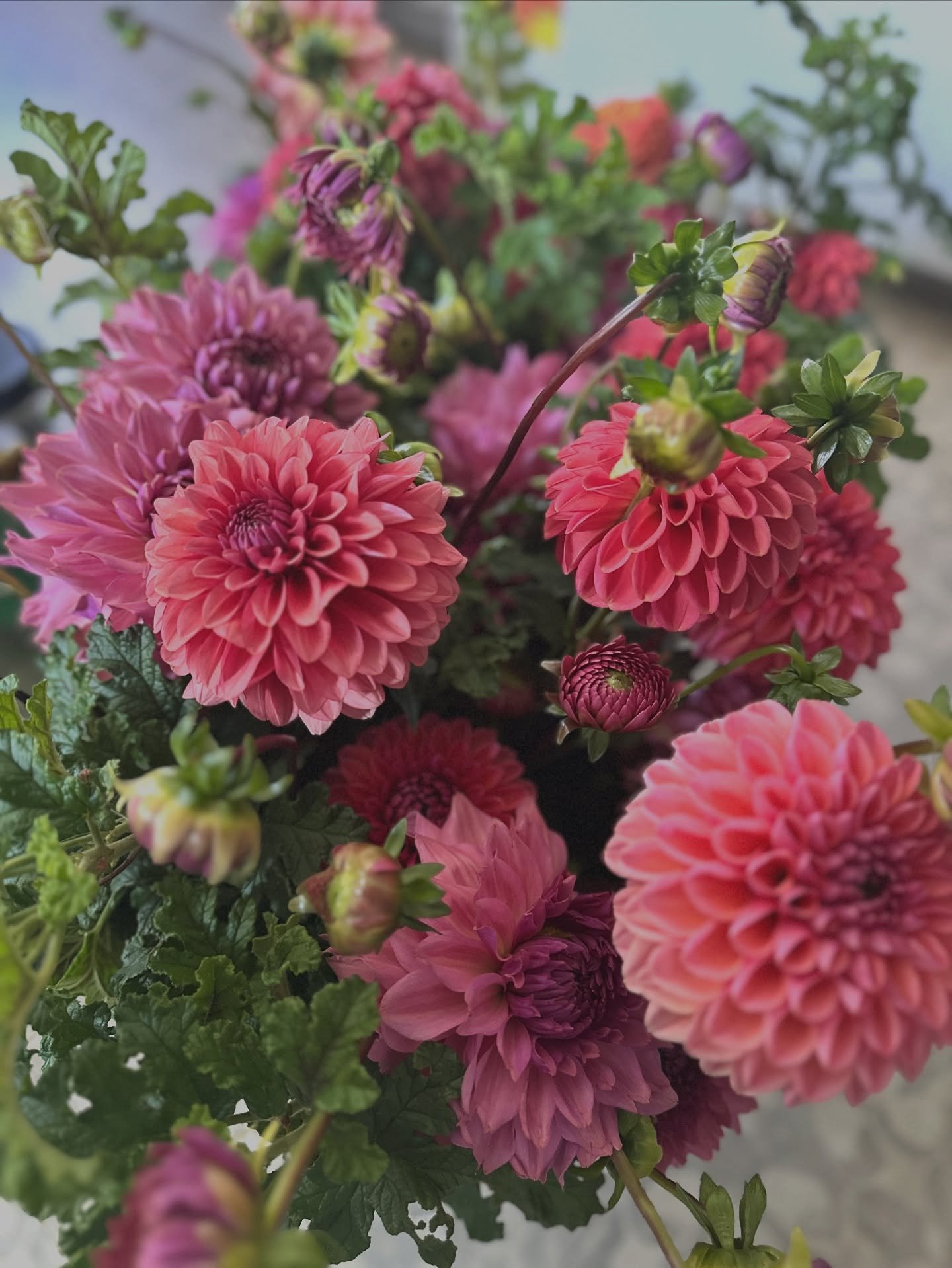 💐Where to find our flowers this weekend!

This is the fourth of six weeks for our subscription bouquets and they are juicy this week!! Also bouquets are featuring one of my faves, oak leaf scented geraniums as foliage. 🌿

🌼Bouquets will be availab