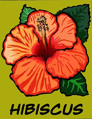 Hibiscus