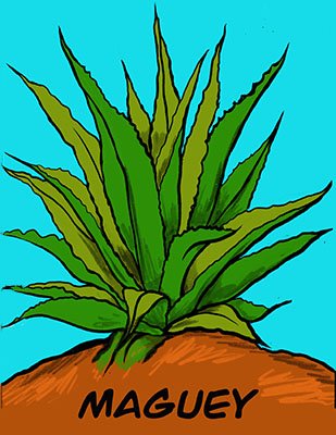 Maguey 2