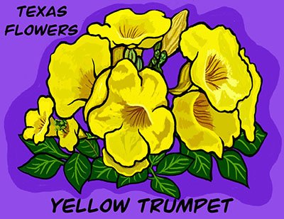 Texas Flowers: Yellow Trumpet