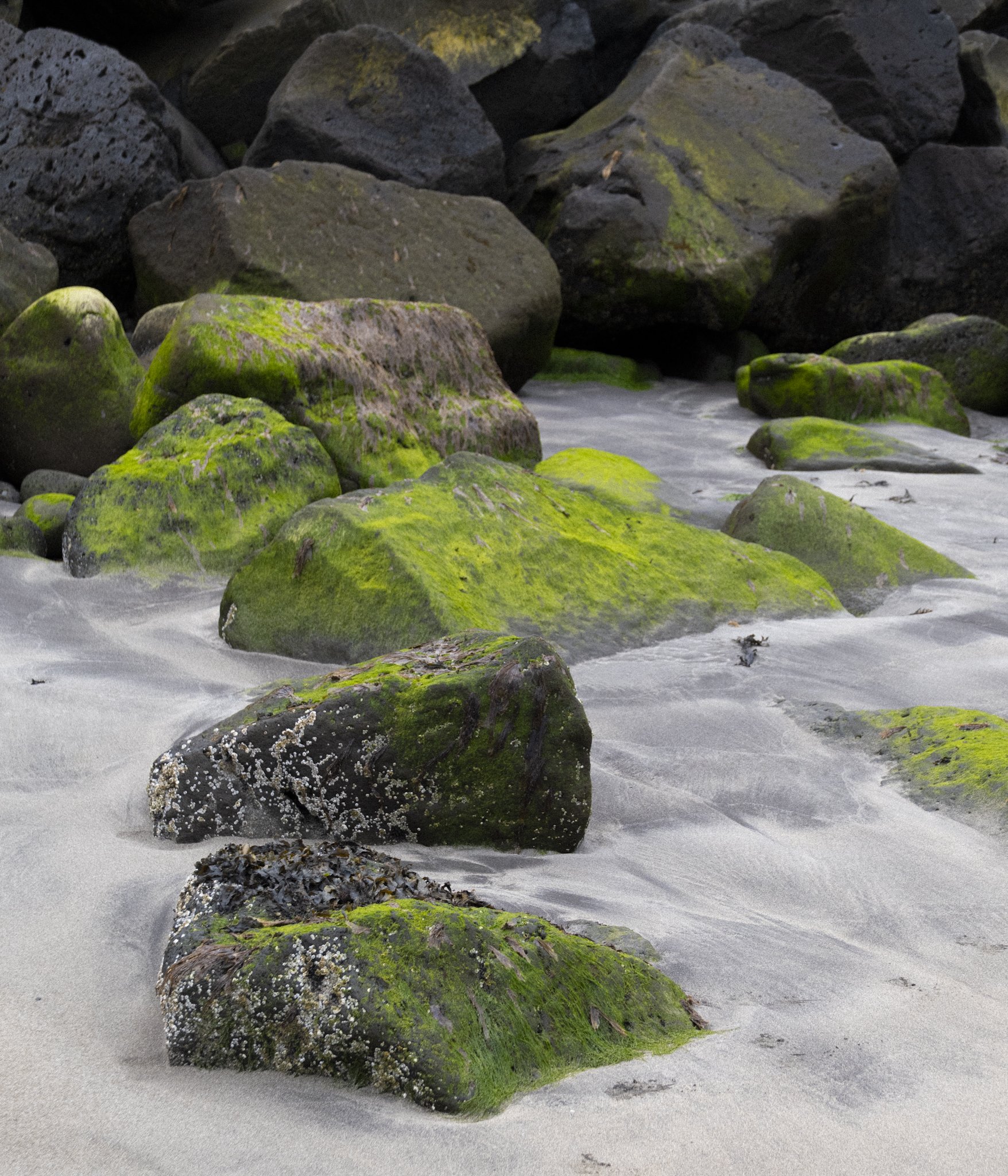 natural green / 2026